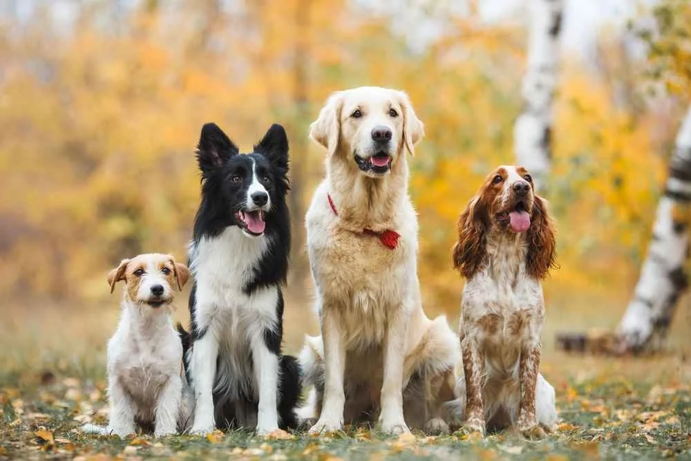 Hewan Anjing (Doc : Int)