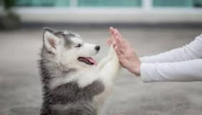 Ilustrasi Memelihara Anjing. (int)