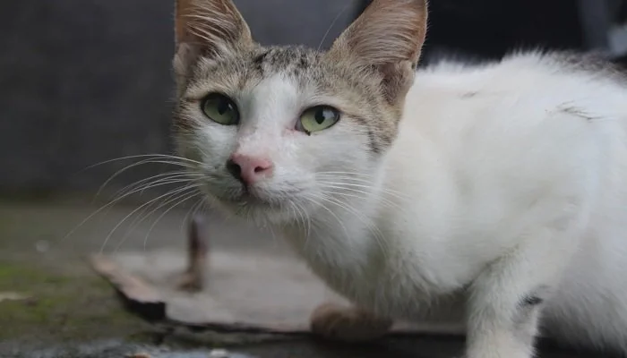ilustrasi kucing (ist)