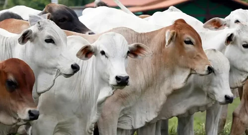 Human Initiative memulai Program Sebar Qurban 2026 dari Lombok Utara, Nusa Tenggara Barat, menargetkan 309 ribu penerima di dalam dan luar negeri. (Foto: Int/Ilustrasi)