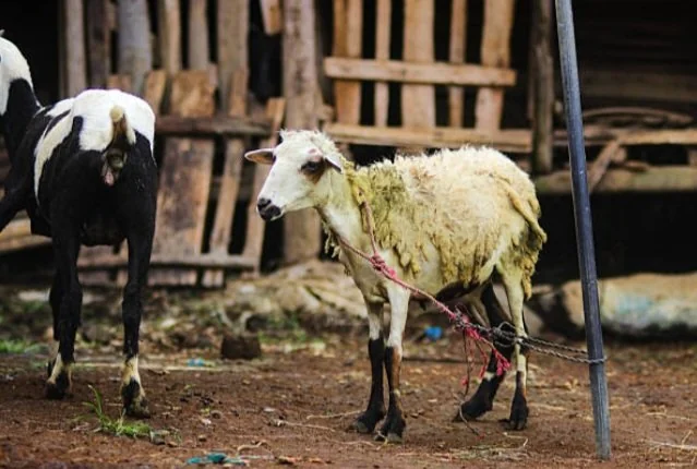 Penjualan hewan kurban di Kabupaten Bandung Barat meningkat menjelang Iduladha 1447 Hijriah meski harga sapi naik hingga Rp3 juta. (Foto: iStockphoto/Ilustrasi)