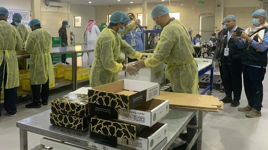 Melihat Perkebunan dan Pabrik Kurma Ajwa Premium Terbesar di Madinah
