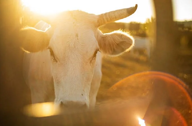 Arti mimpi melihat sapi ternyata memiliki beragam penafsiran. Sapi gemuk dikaitkan dengan kemakmuran dan keberkahan. (Foto: iStockphoto)
