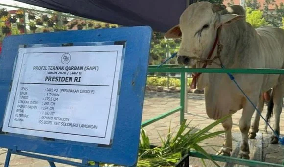 Kebijakan Presiden Prabowo menyalurkan 1.098 sapi kurban dari APBN memicu perdebatan. Bagaimana pandangan ulama dan hukum fikih mengenai kurban pemimpin menggunakan kas negara? (Foto: Istimewa)