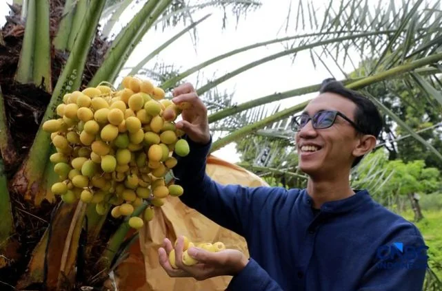 Sebanyak 462 pohon kurma varietas Barhee di Sukabumi berhasil berbuah setelah lima tahun ditanam. Kurma segar dijual Rp300 ribu per kilogram dan menjadi daya tarik agrowisata Geopark Ciletuh. (Foto: CNBC Indonesia)