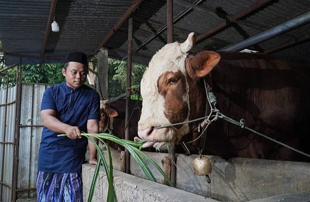 Masjid Istiqlal menerima 59 sapi dan 7 kambing kurban jelang Iduladha 1447 H. Daging kurban disalurkan melalui pesantren dan panti asuhan. (Foto: iStockphoto/Ilustrasi)